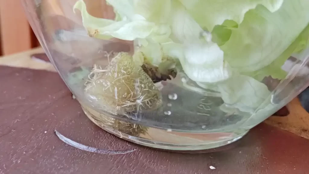 スーパーで購入したレタスの根の部分