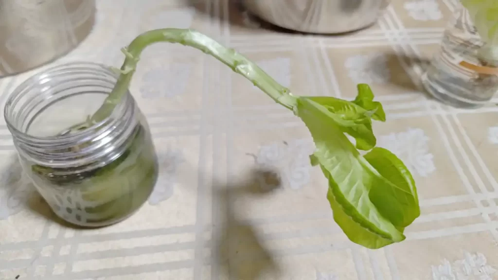 二回目の収穫を終えたレタス