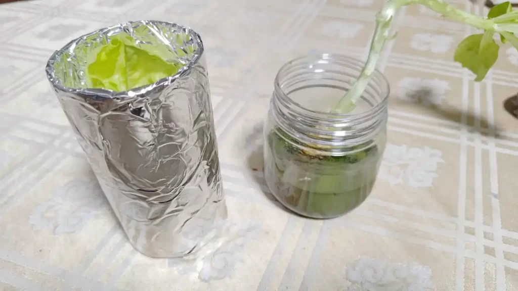 アルミホイルで覆ったレタスの再生栽培容器（コップ）