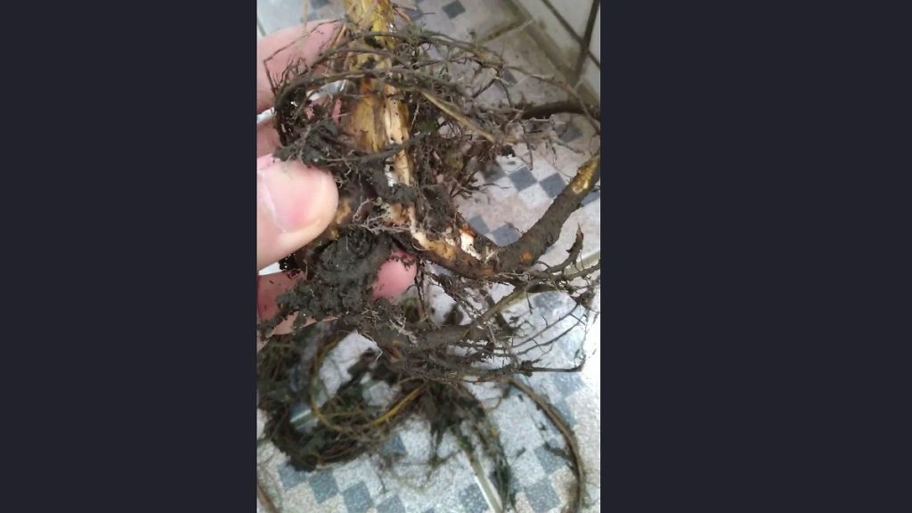 割いてしまったアコウの木の根