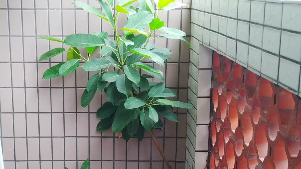 アコウの木(大)