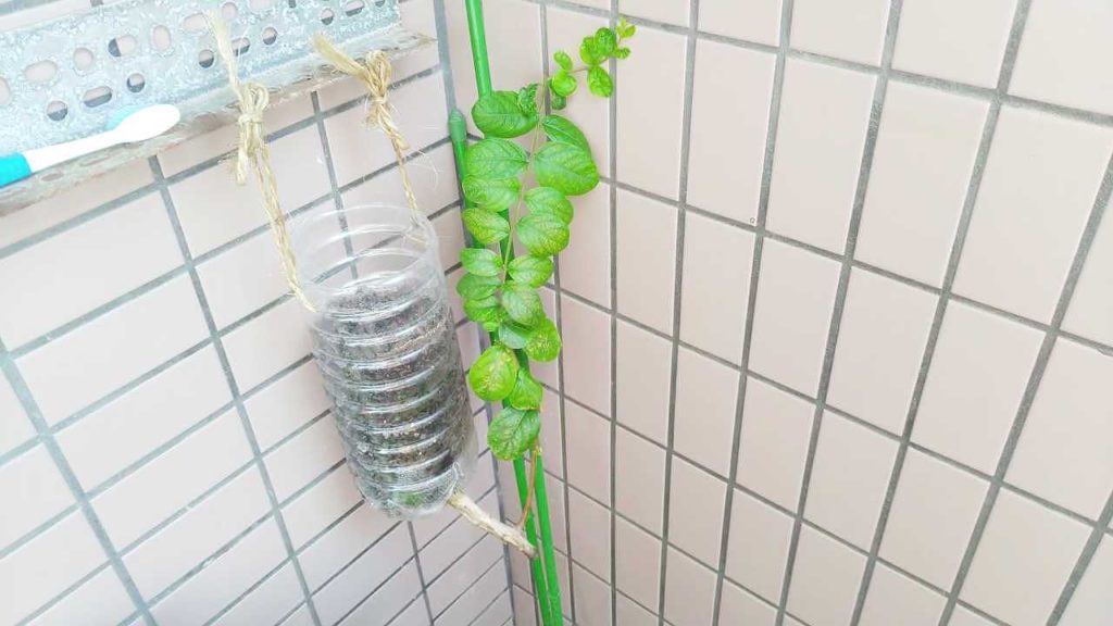 逆さにしているサルスベリ