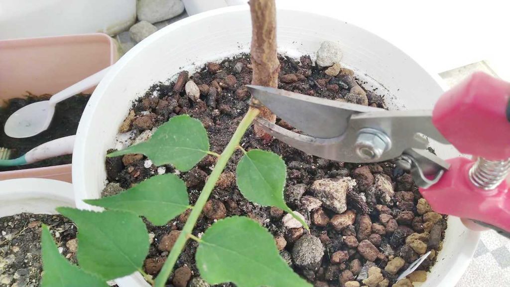 梅雨前に邪魔な枝を剪定