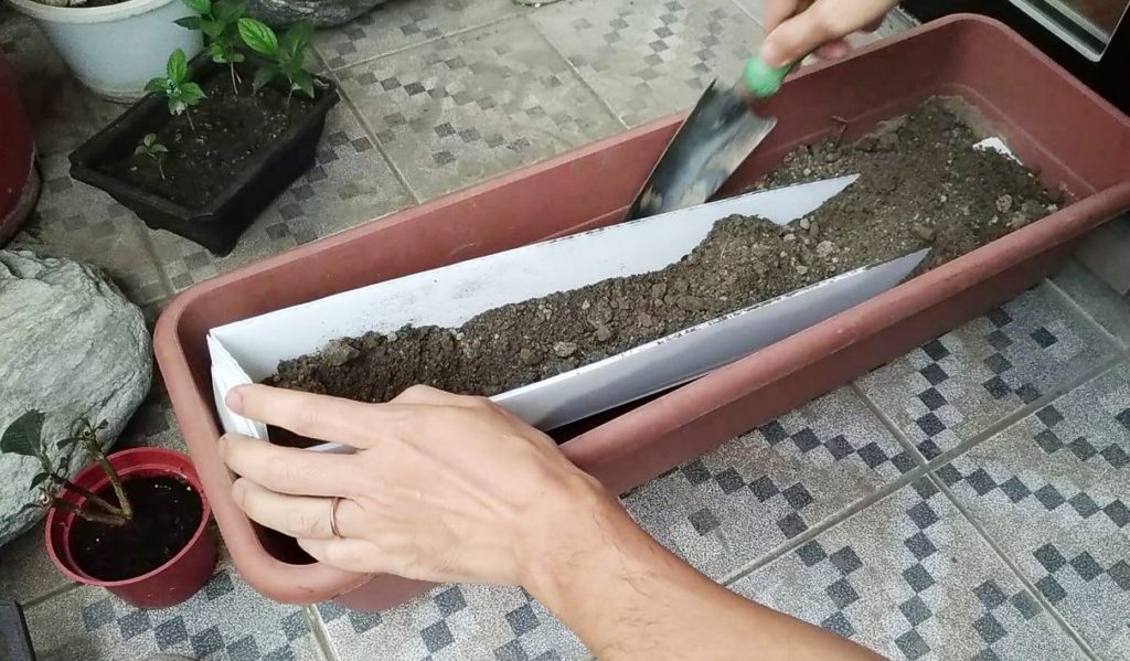 2022年に挑戦したベランダでの山芋栽培の様子