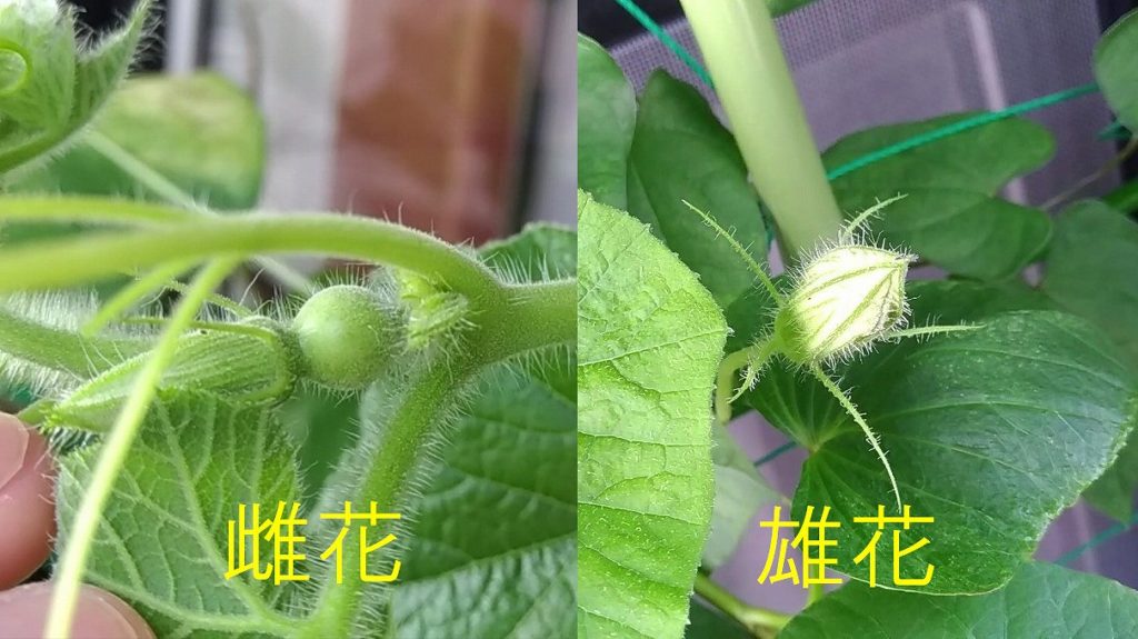 かぼちゃの雌花と雄花