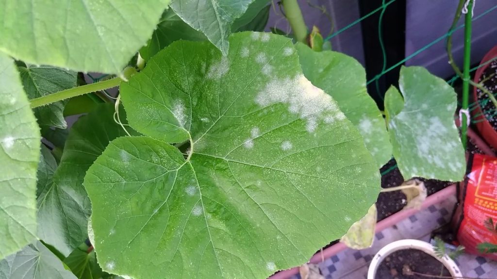 かぼちゃのうどんこ病