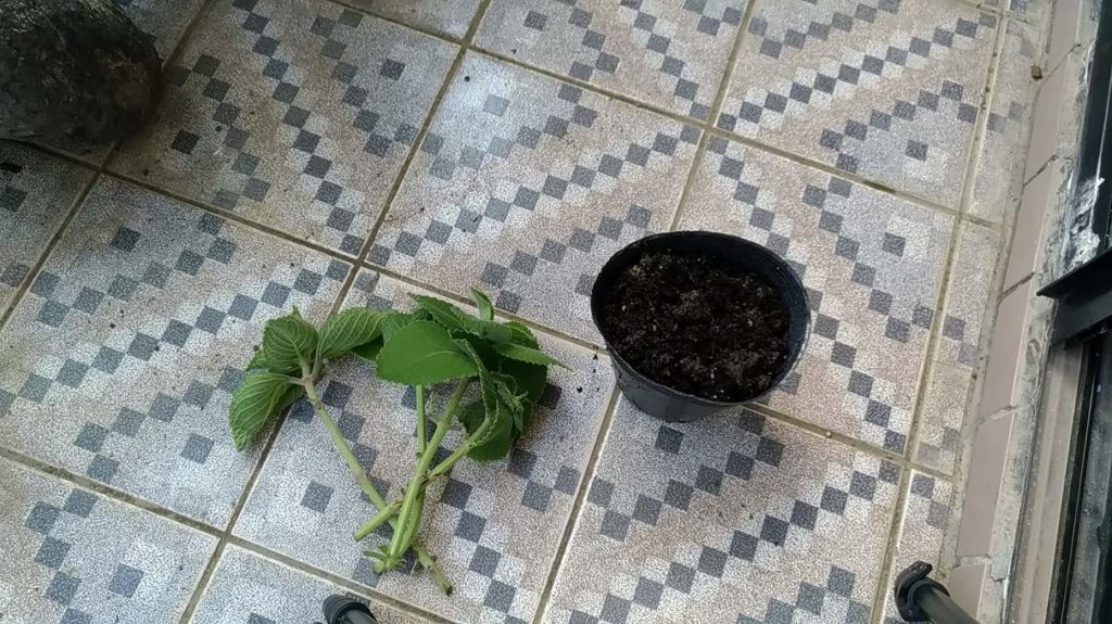 アロマティカスを挿し木する