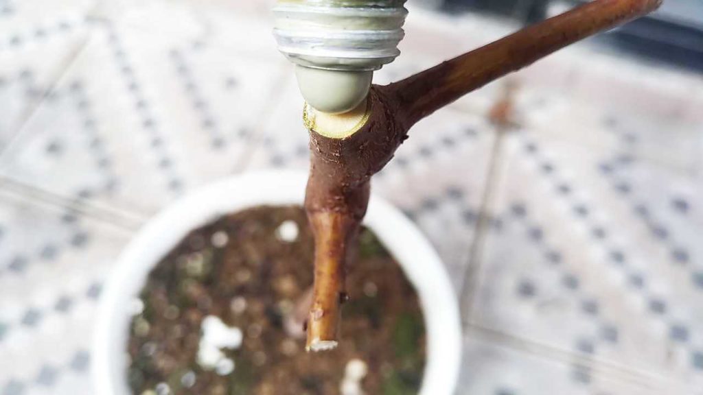 剪定した後に塗る保護剤