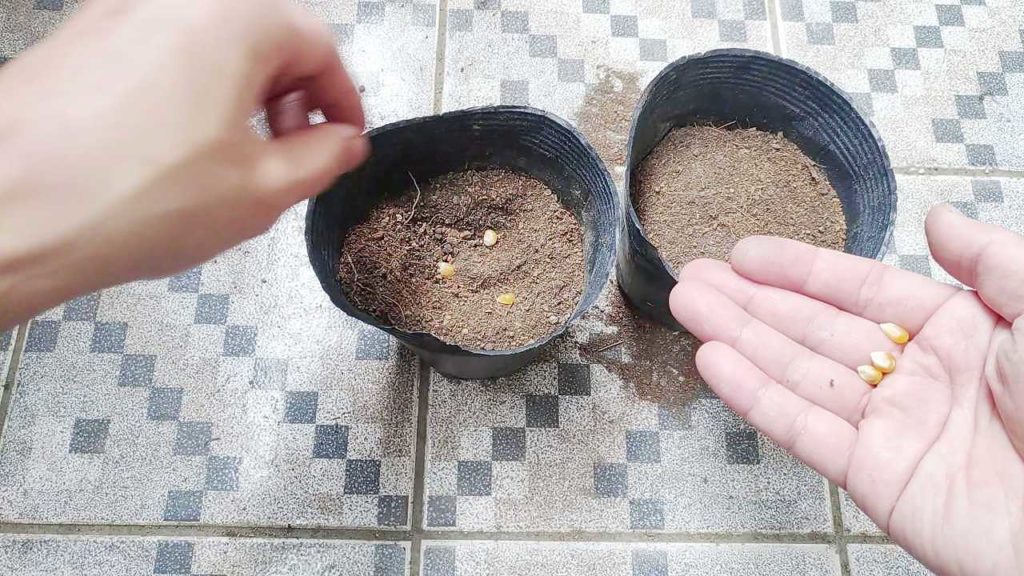 トウモロコシの種まき