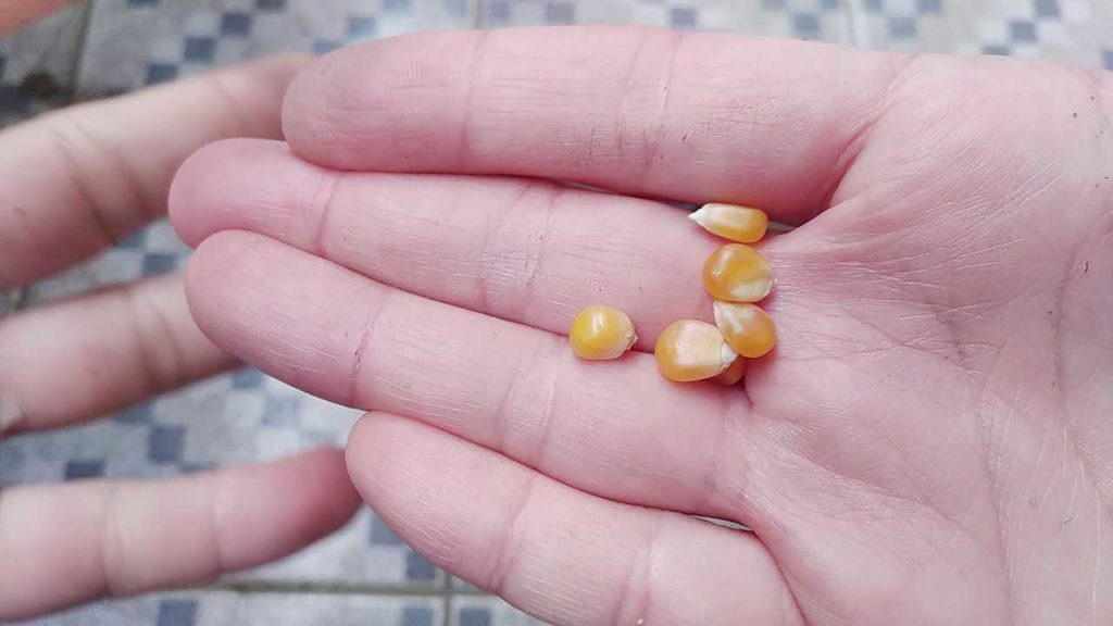 ポップコーン用のトウモロコシの粒