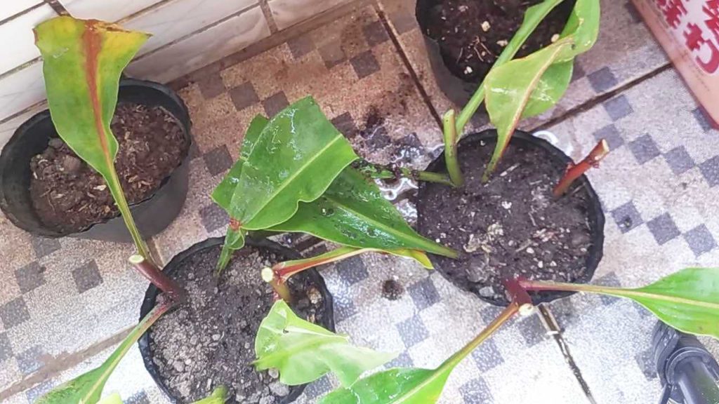 挿し木したウツボカズラ