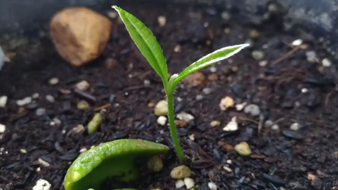 発芽したアビウ