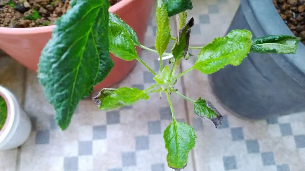 縮れてしまったリンゴの木の葉