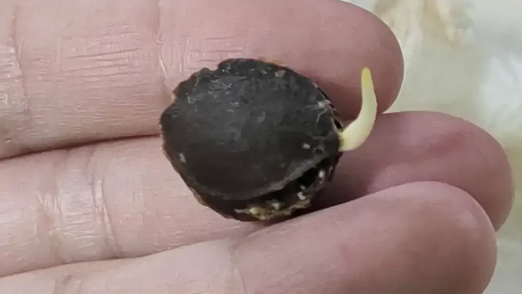 冷蔵庫の中で発芽した杏（アプリコット）の種