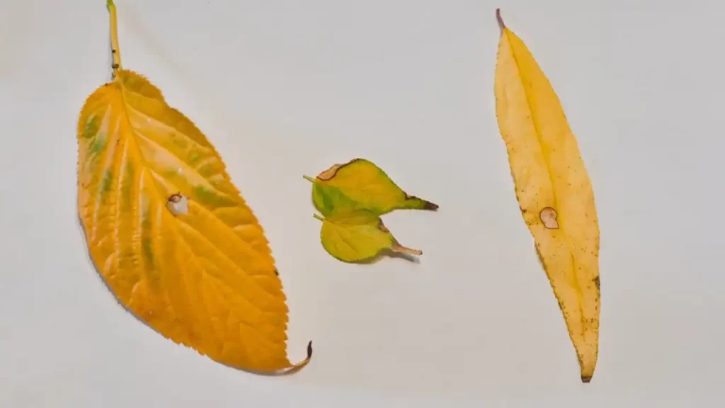 黄色く変化した葉