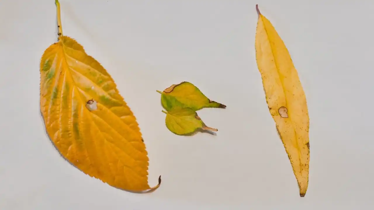 黄色く変化した葉