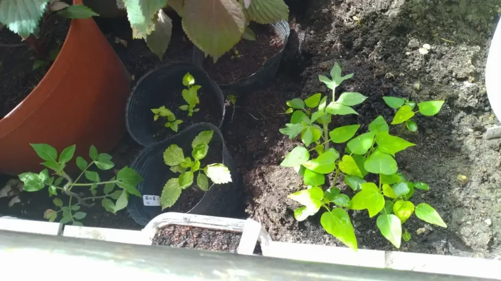 ベランダガーデン