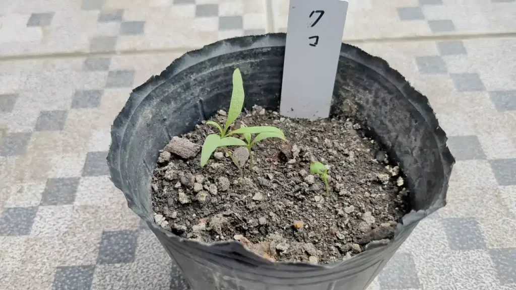 クコだと思って育てていた植物　2025年3月ごろ