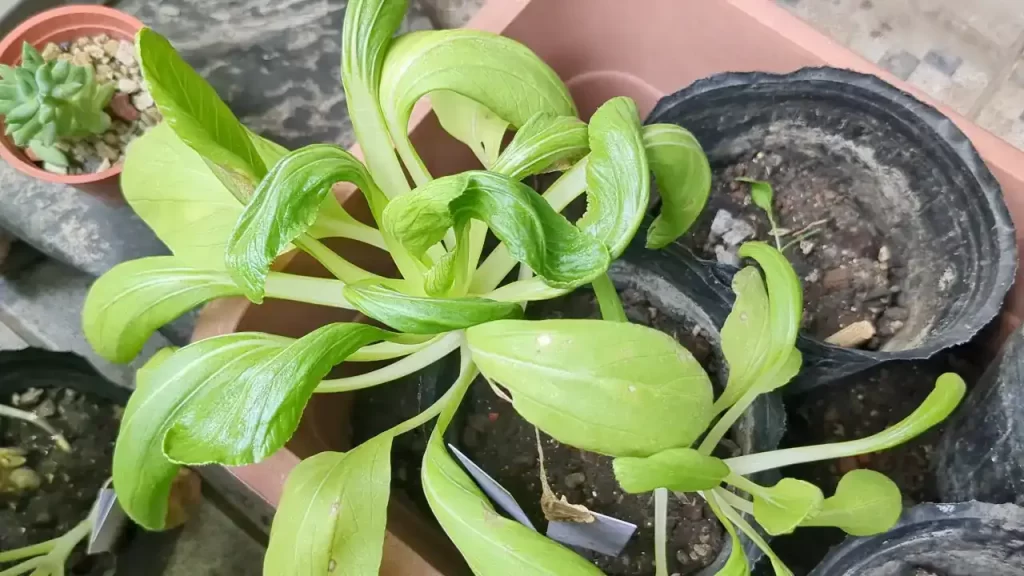 10月下旬、定植するのを忘れられたチンゲン菜