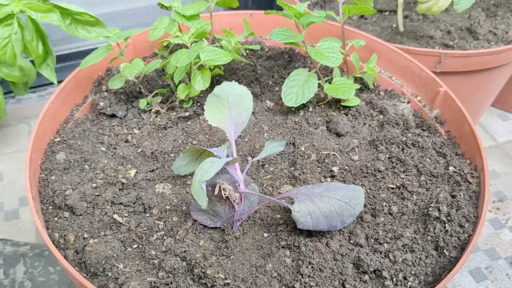 定植した紫キャベツ（2024年12月）