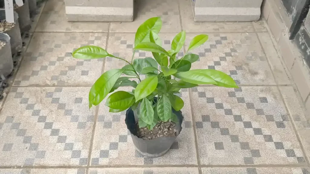 発芽から一年以上経過したカラマンシー（2025年3月ごろ）