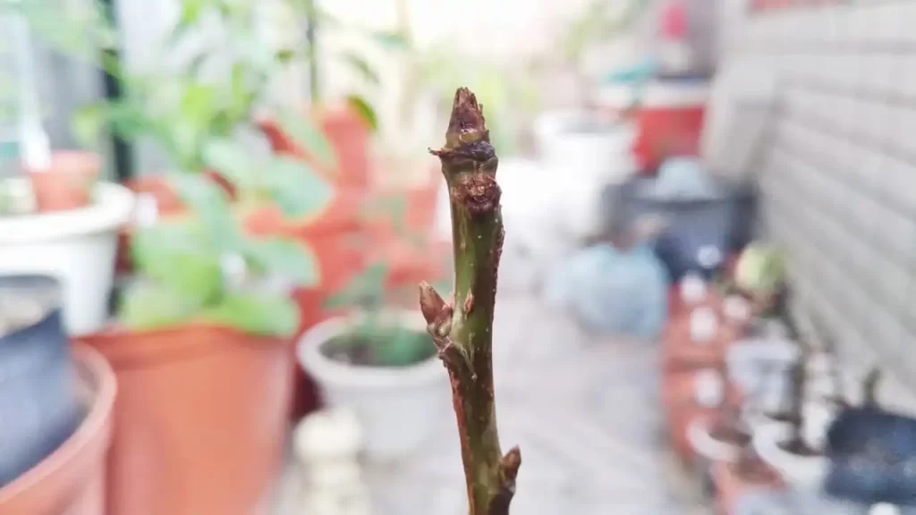 落葉後のアメリカンチェリーの木