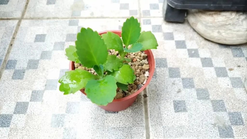 子宝弁慶草と思しき植物