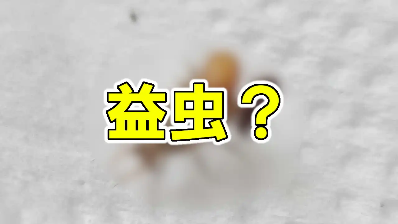 ベランダに現れた益虫（？）