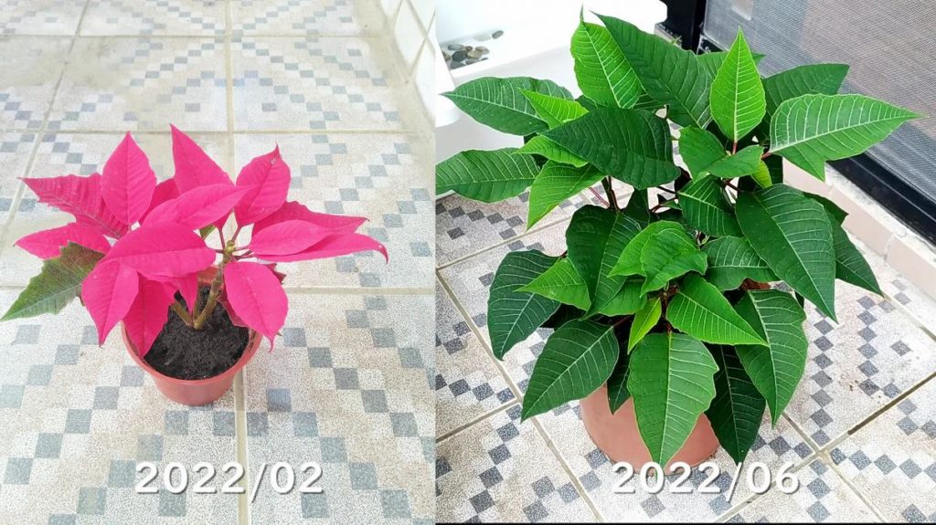 植え替えたポインセチア