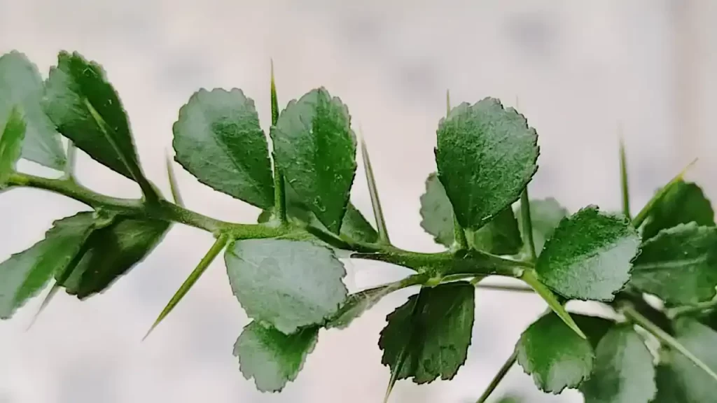 フィンガーライムの木の葉とトゲ（2025年7月ごろ）