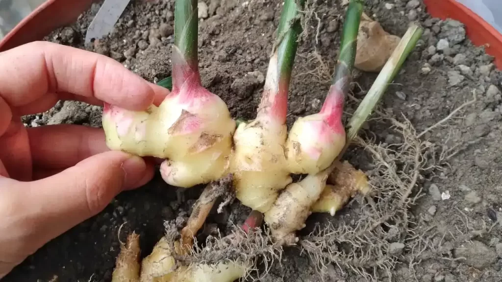 2022年にベランダで栽培したショウガ