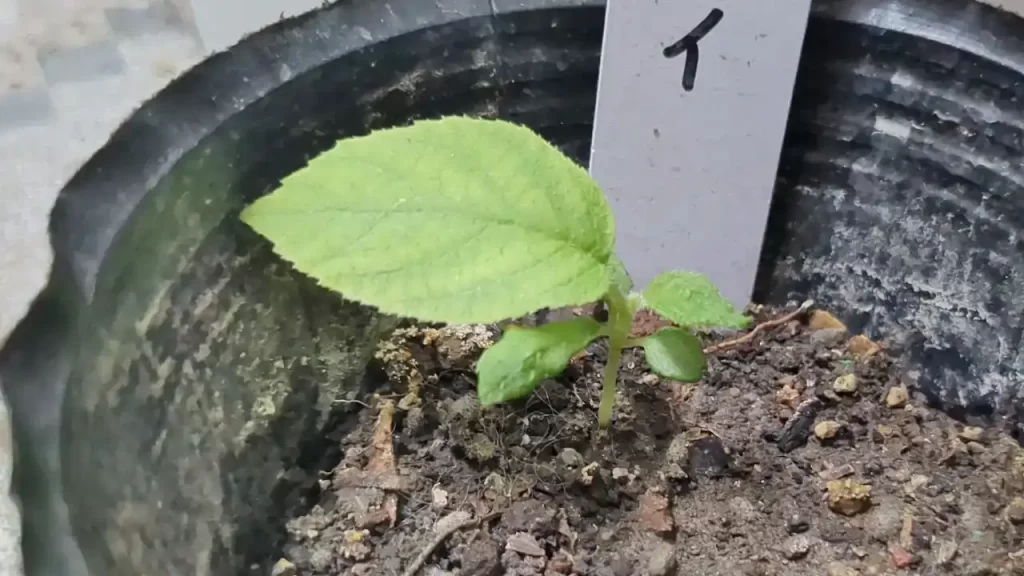 ベランダで種から育てていたキウイ