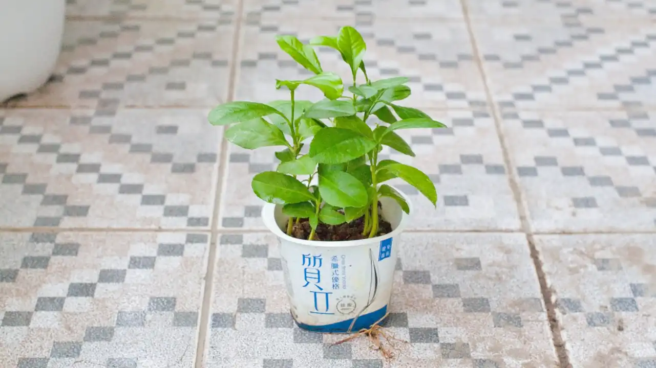 ベランダで種からレモン栽培