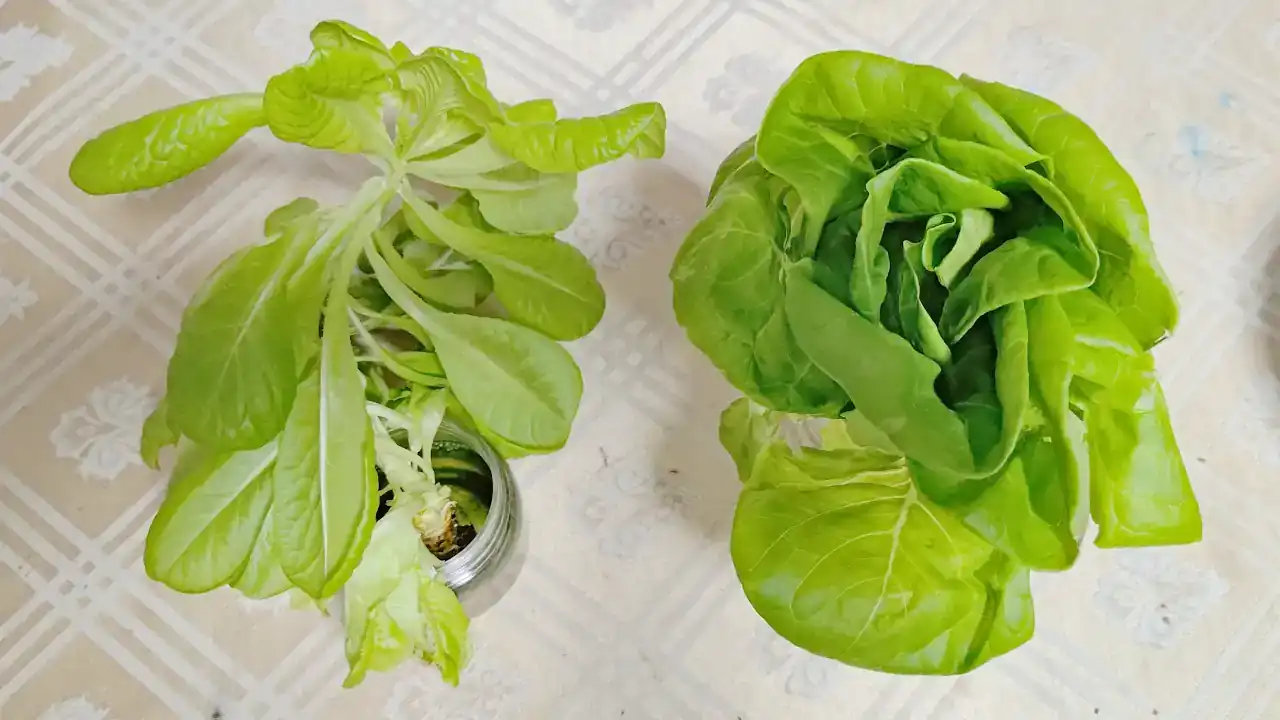 （左）再生栽培レタス　（右）購入したレタス