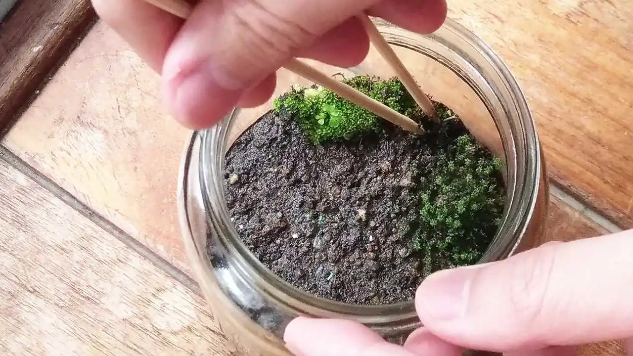 苔テラリウムづくり