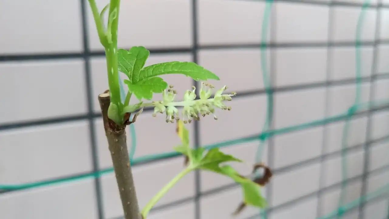 マルベリー（桑）の花