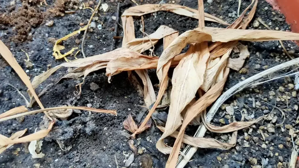 枯れてしまった2024年のミョウガ
