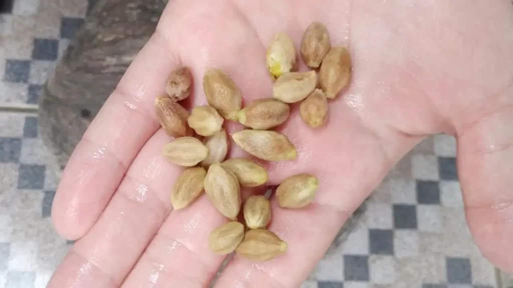 台湾センダンの種