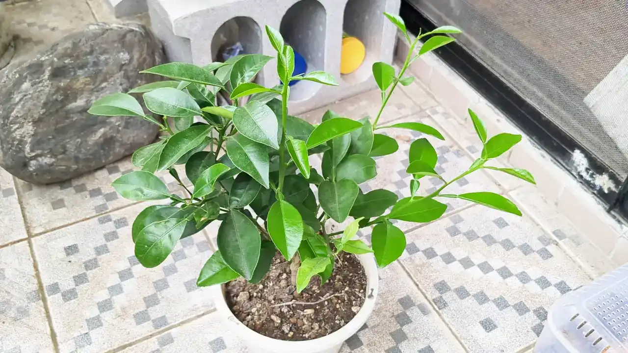 種から育てているオレンジの木