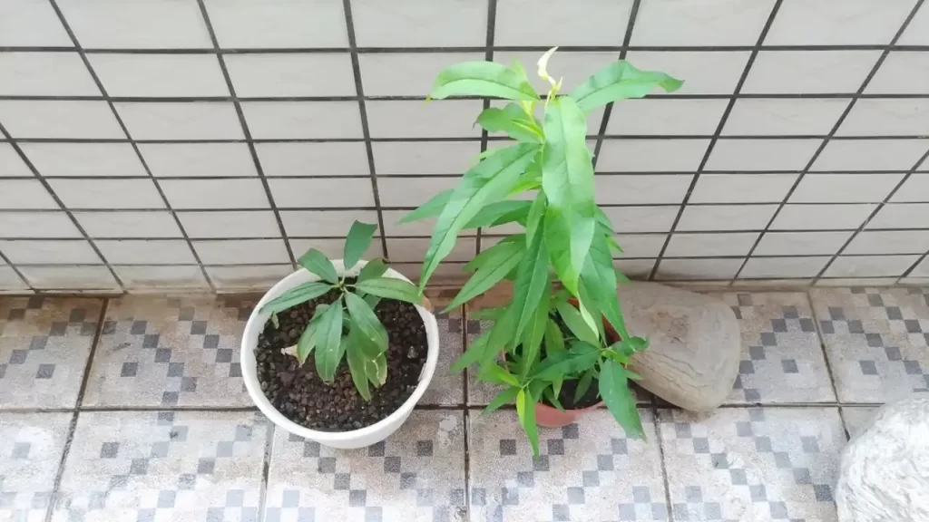 2022年4月ごろの桃の木の様子