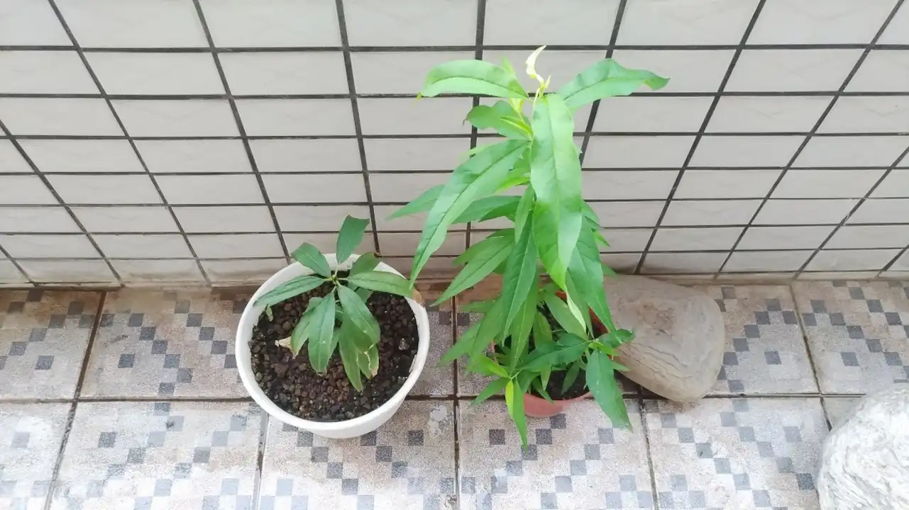 2022年4月ごろの桃の木の様子