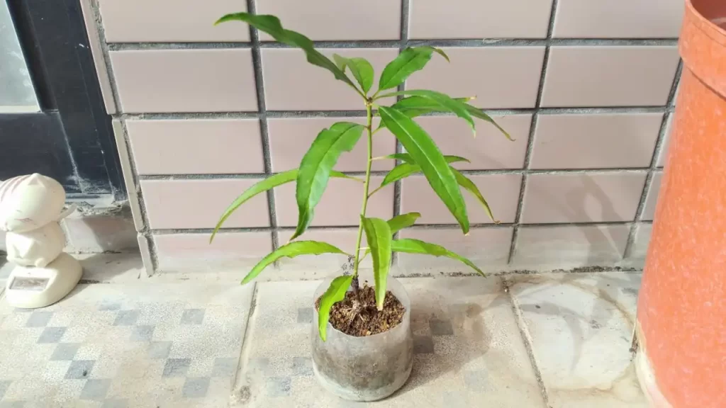 桃の木（2022年1月ごろ）