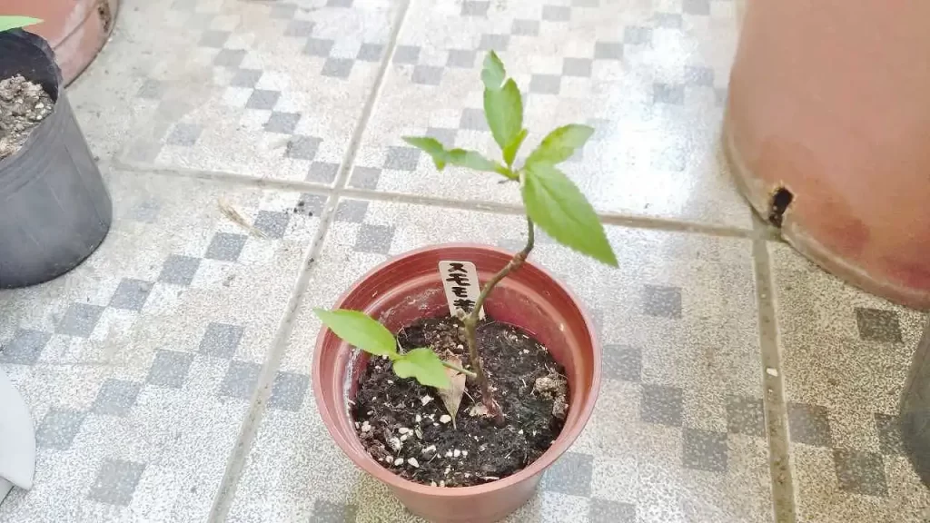 発芽から8ヶ月経ったスモモ