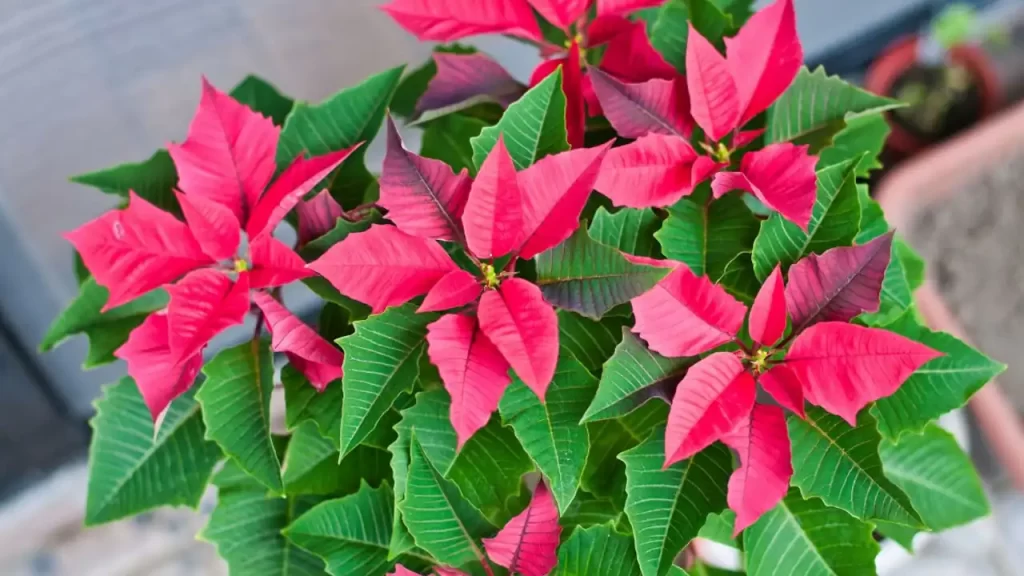 短日処理を開始してから50日経過したポインセチア