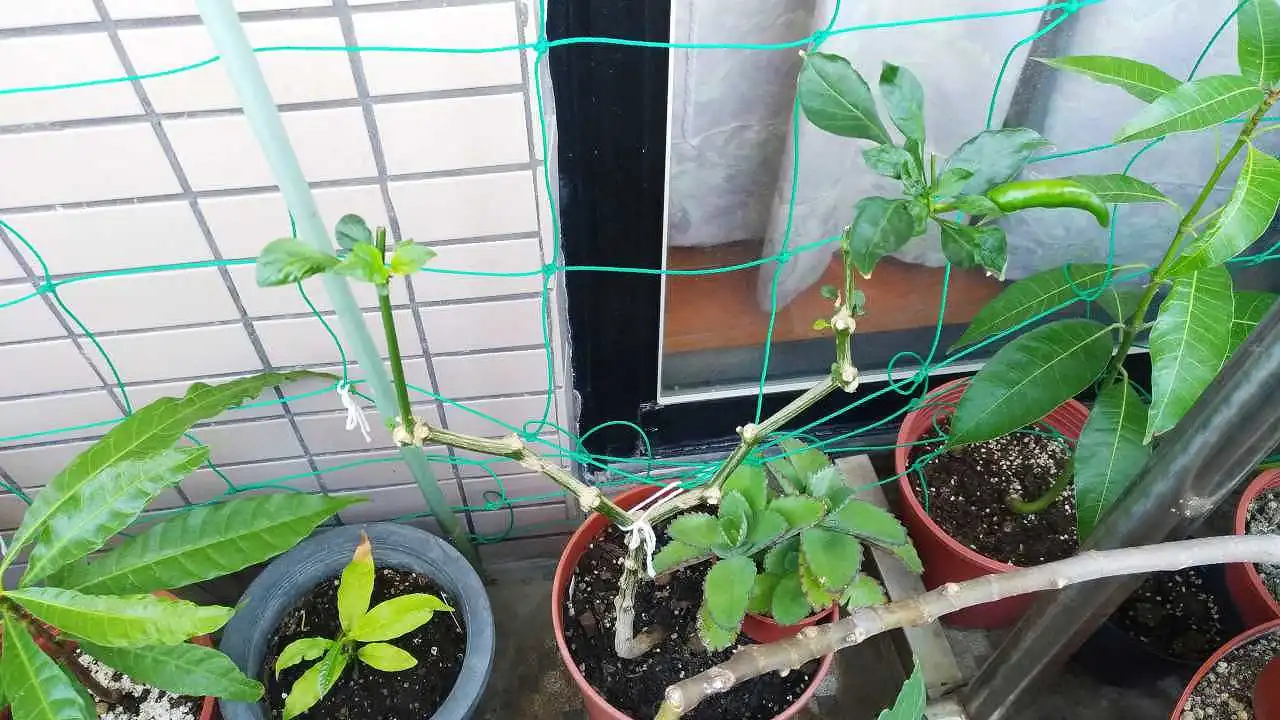 2022年12月の唐辛子の様子