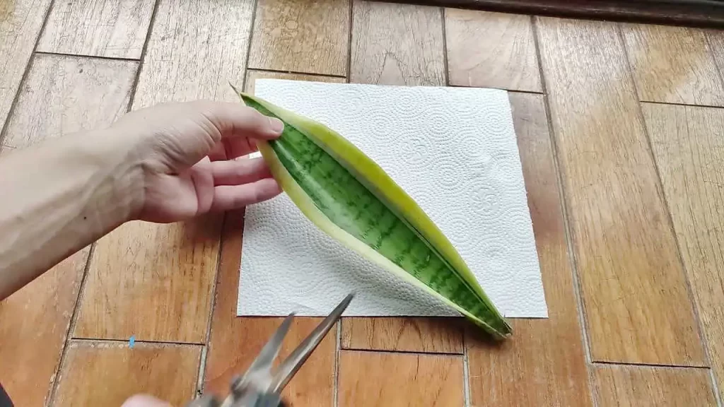 サンスベリアの葉