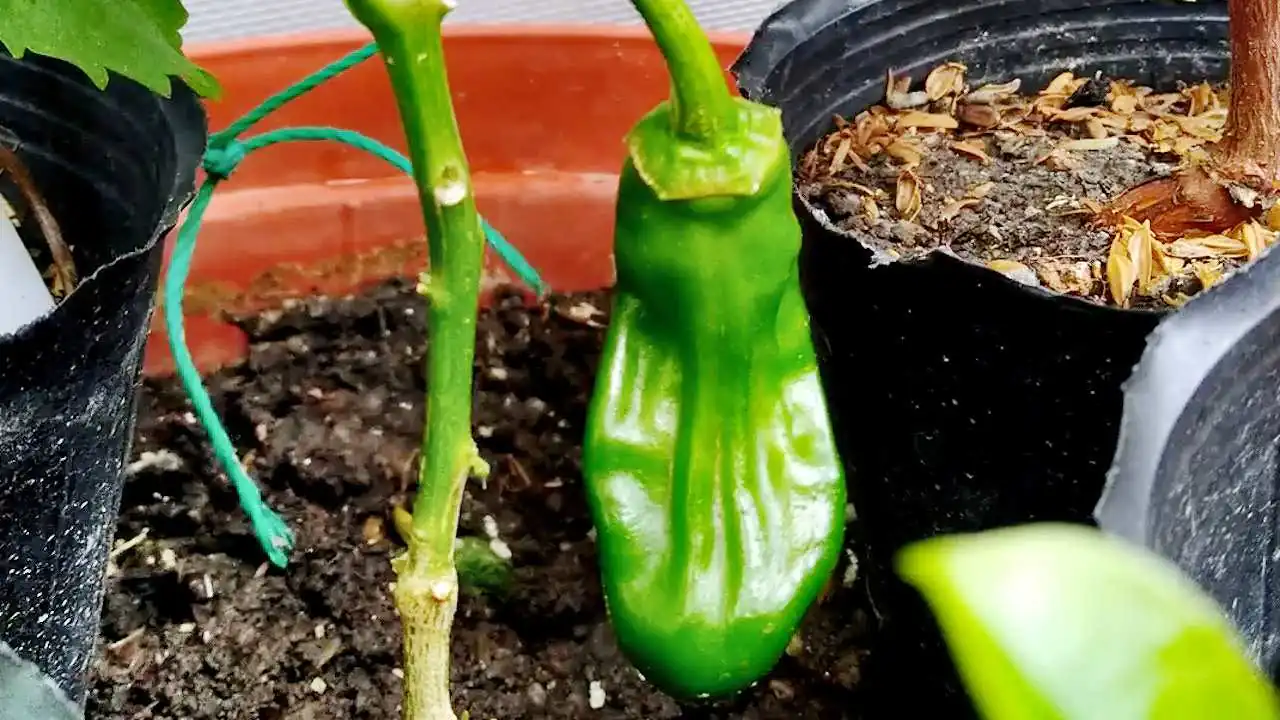 ベランダで実った獅子唐（ししとう）