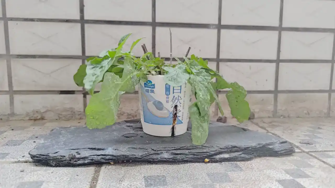 ヨーグルト植木鉢に植えたオニタビラコ