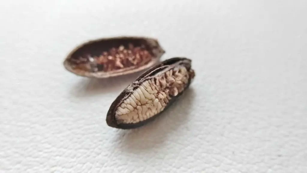 バンレイシの種