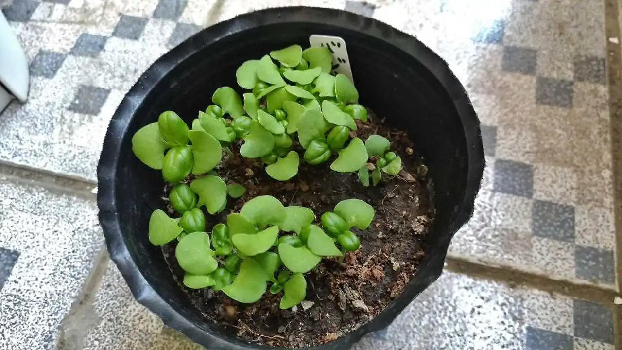 2023年に発芽したスイートバジル